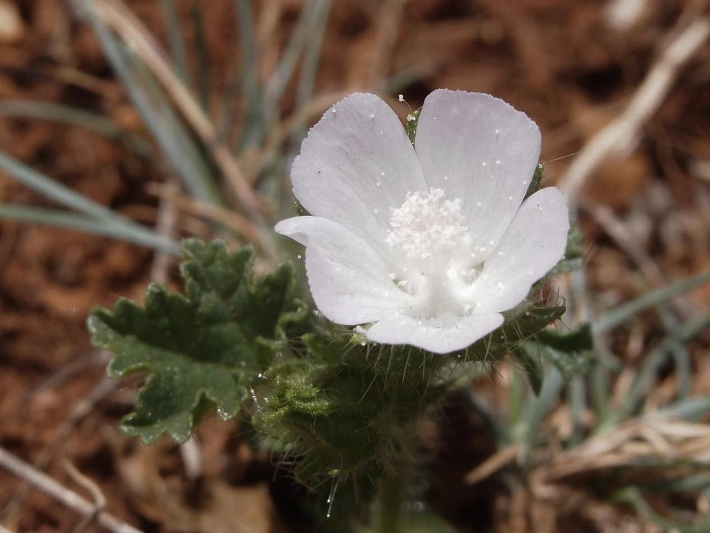 Mallow, Hairy flower